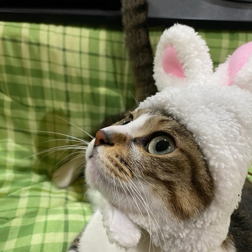 ちょこのプロフィール写真