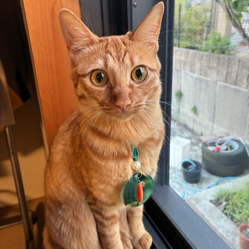 ころものプロフィール写真