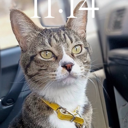 たまのプロフィール写真