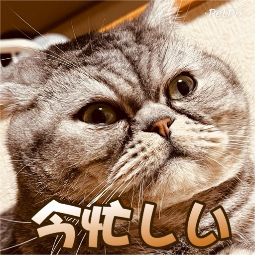 プー太のプロフィール写真