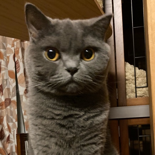 ぐりのプロフィール写真