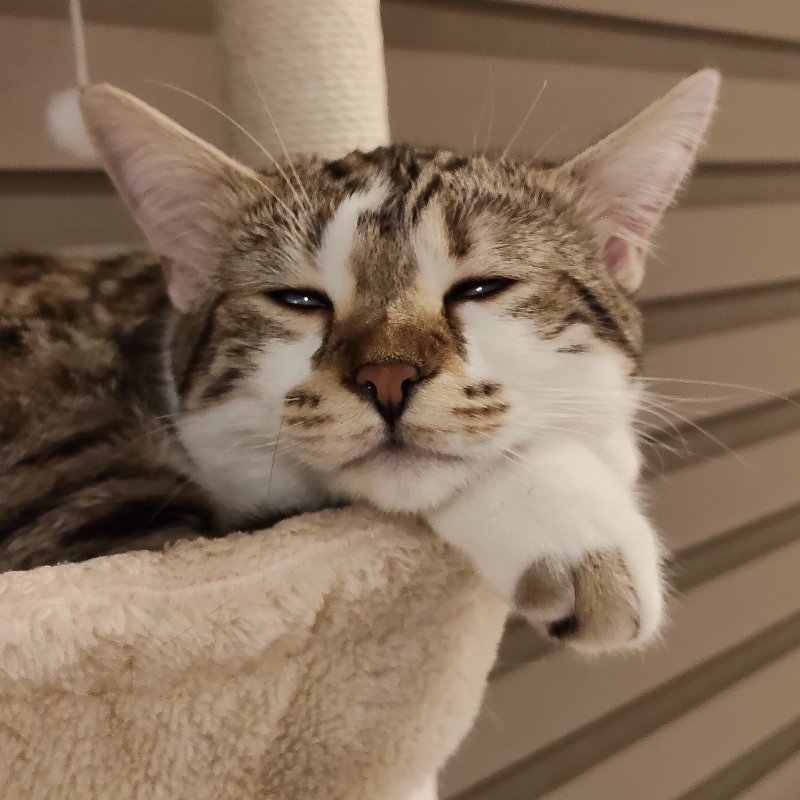 ラヴのプロフィール写真