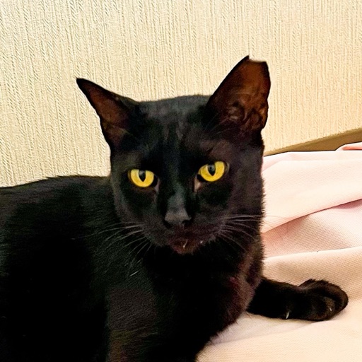 いーくろ くんのプロフィール写真