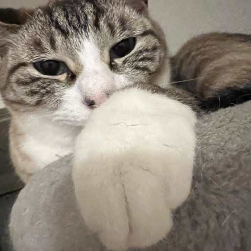 テジのプロフィール写真