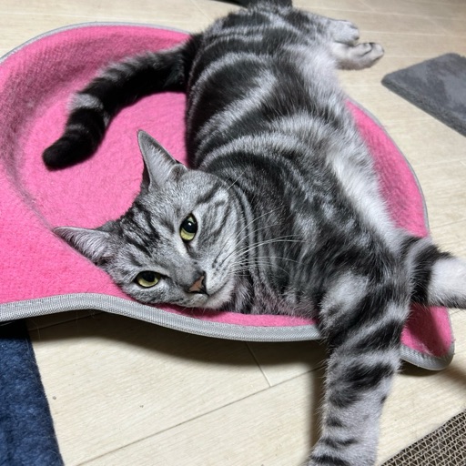 シラスのプロフィール写真