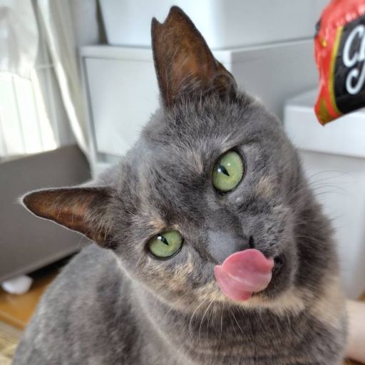 ぐれこのプロフィール写真