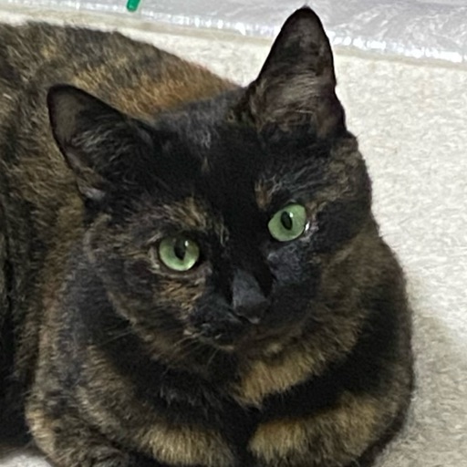 ミミのプロフィール写真