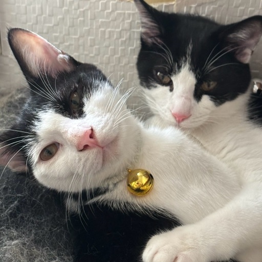 ふく&りくのプロフィール写真