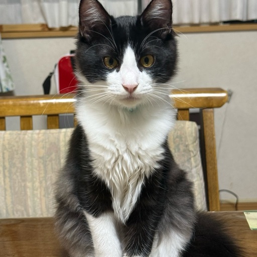 ピノのプロフィール写真