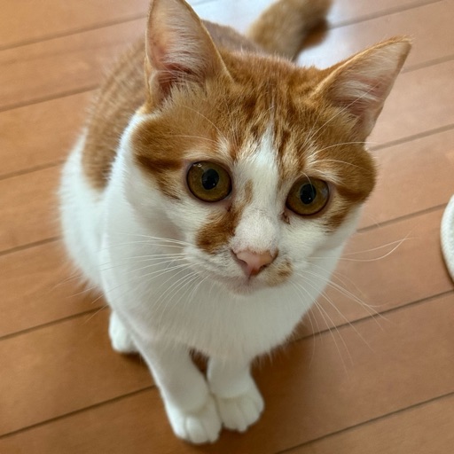 チルのプロフィール写真