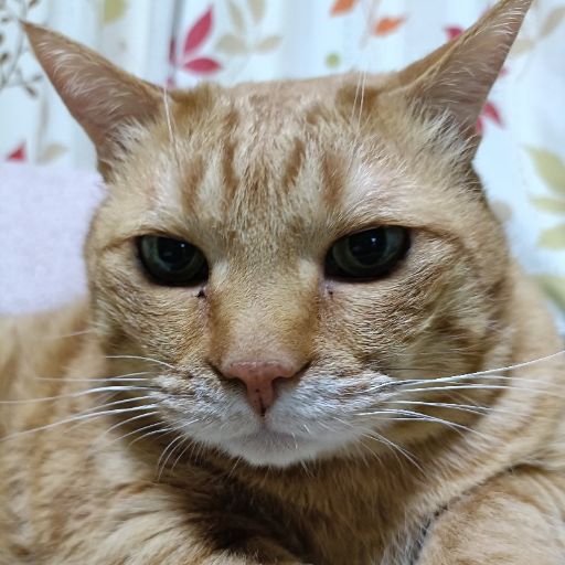 とらのプロフィール写真