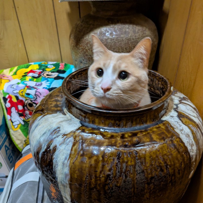 こむぎのプロフィール写真