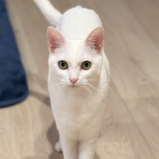 ノア.ユキちゃんのプロフィール写真