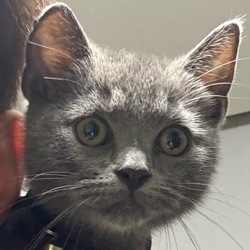 ちゃまのプロフィール写真