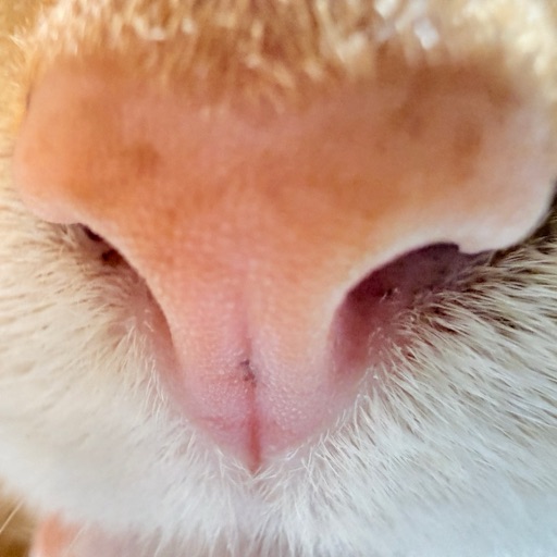 もこのプロフィール写真