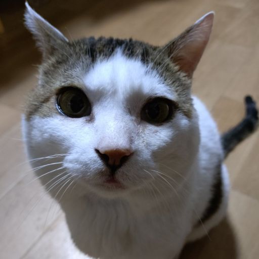 てんてんのプロフィール写真