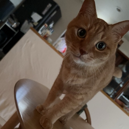 チャコのプロフィール写真