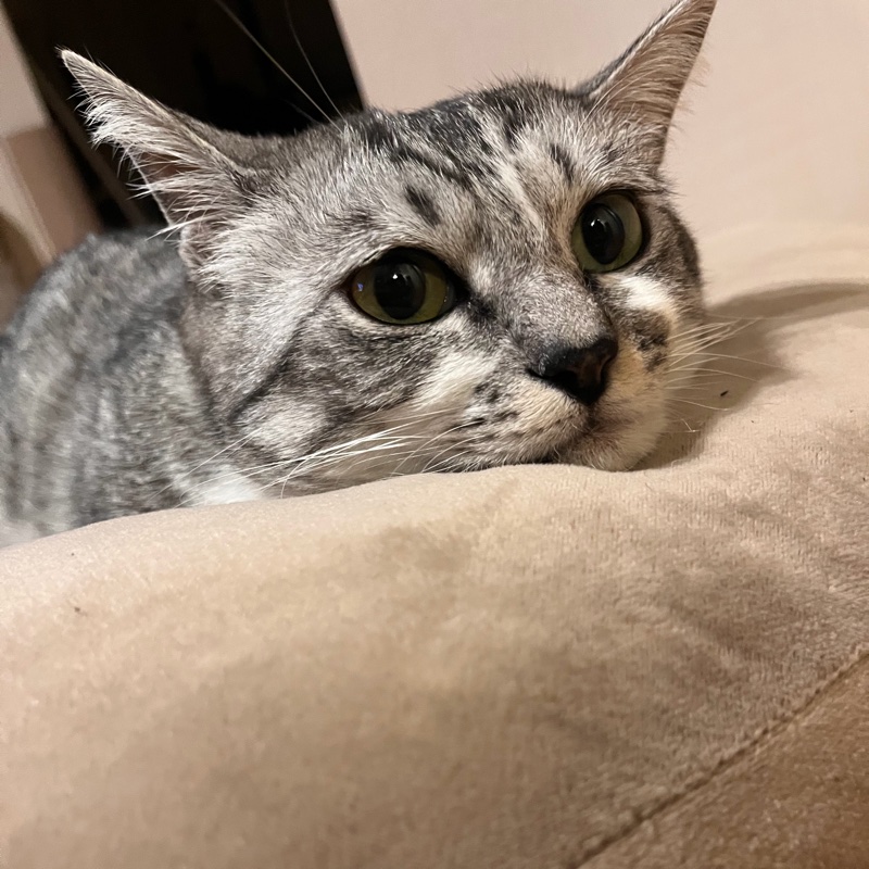 こむぎのプロフィール写真