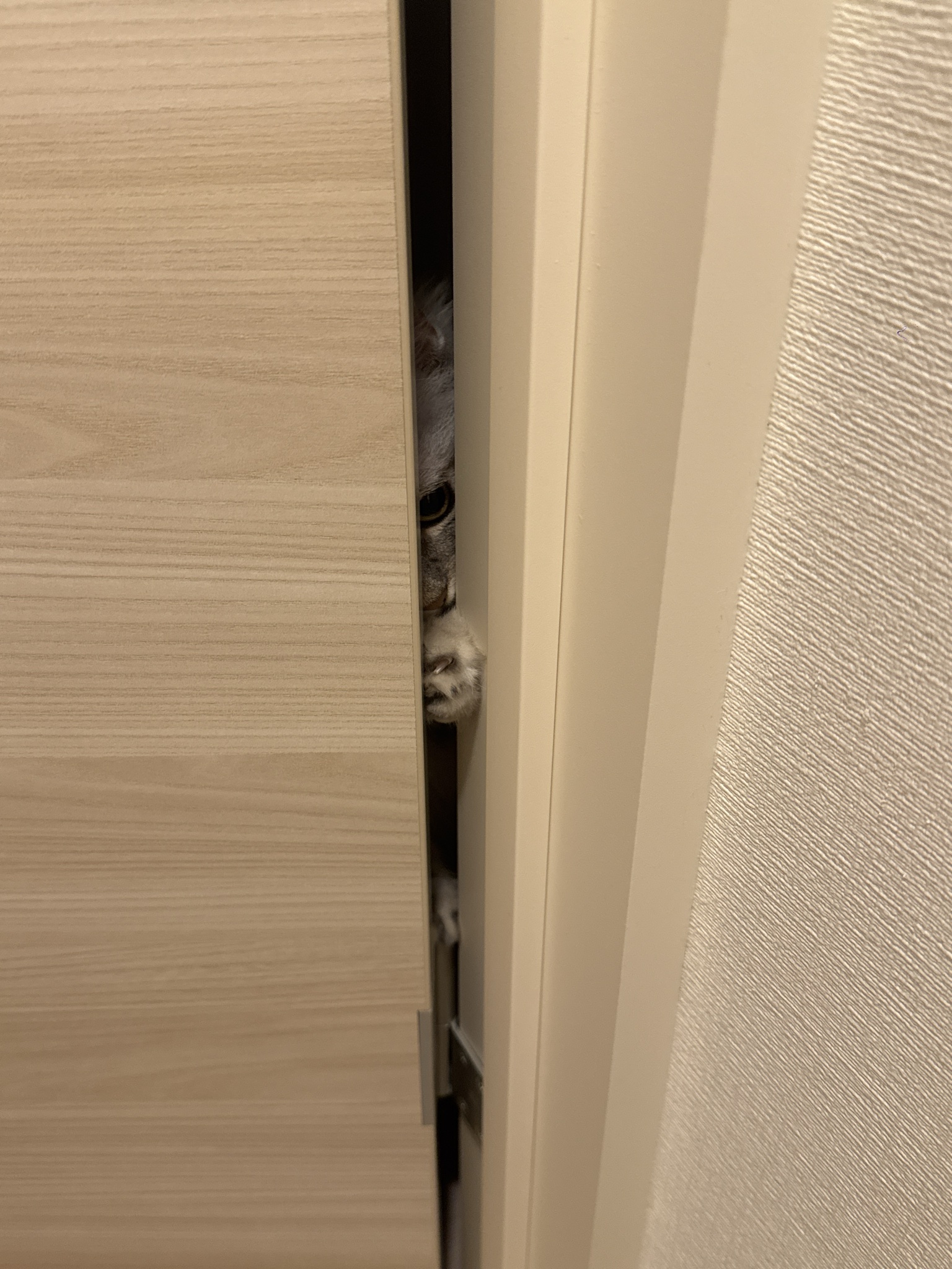 ぽぽの写真