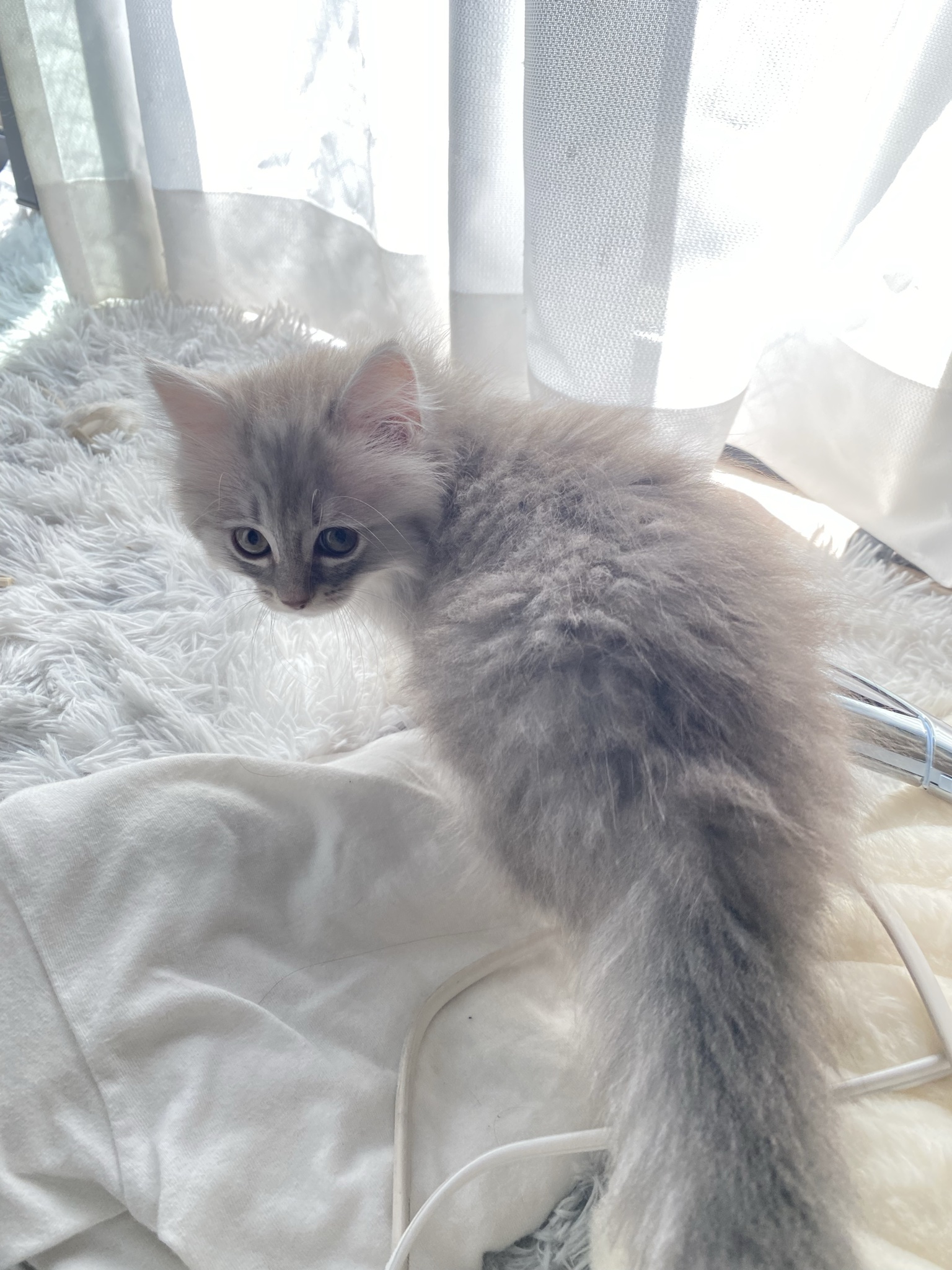 ぽぽの写真
