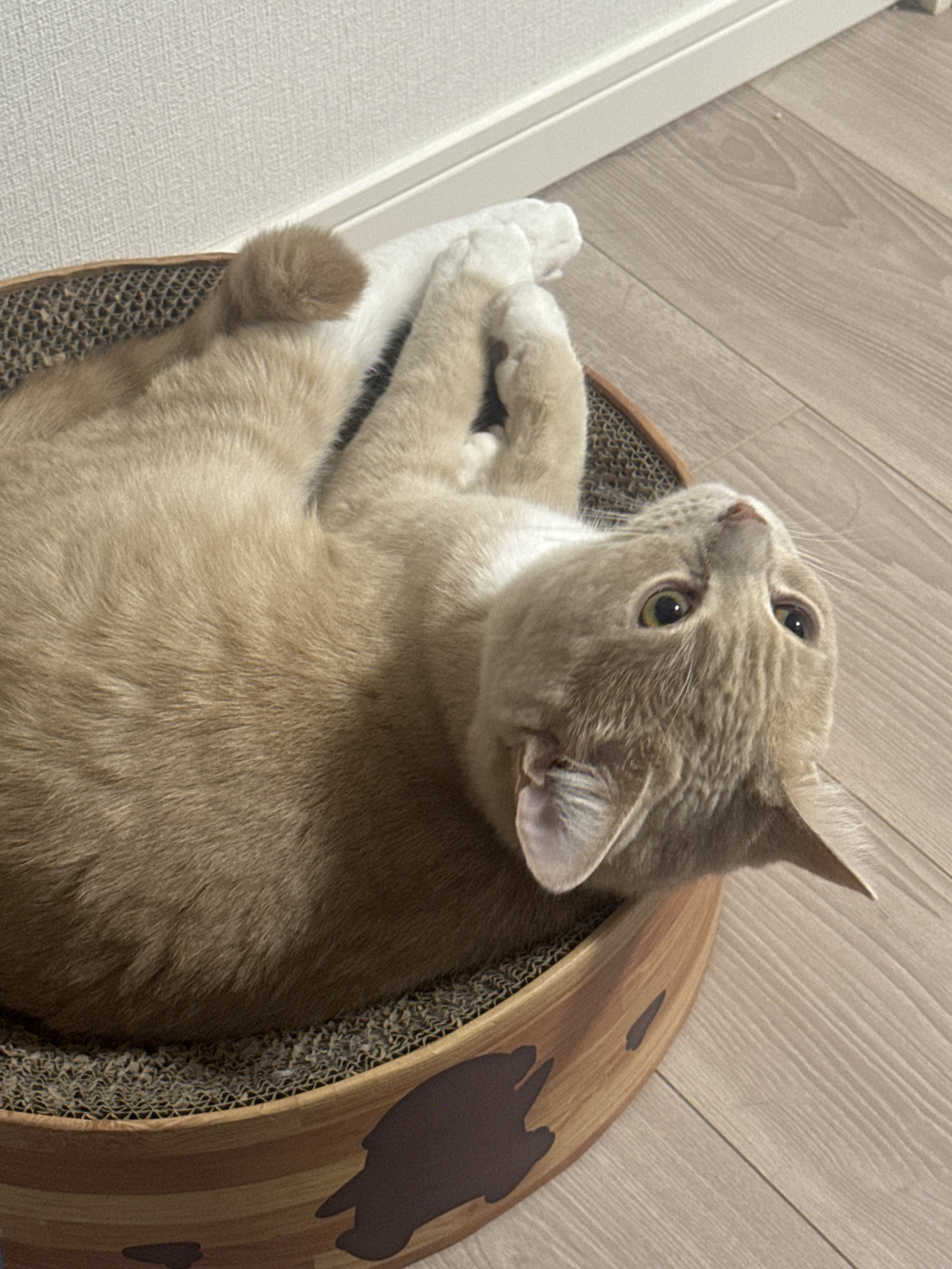 うにの写真