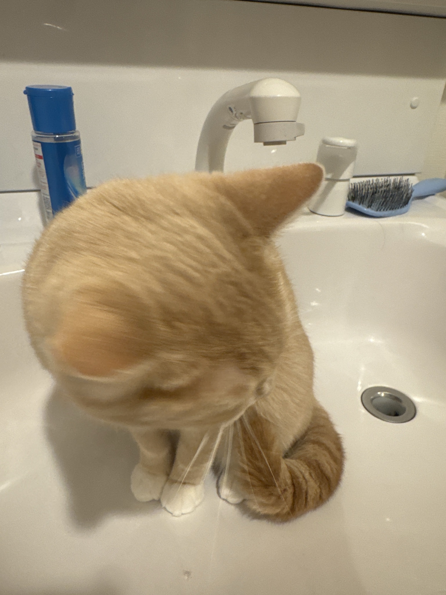 うにの写真