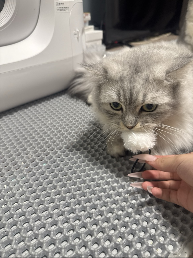 おこめの写真