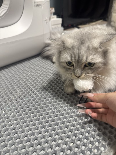 おこめの写真