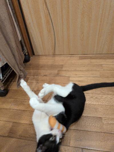 コンブの写真