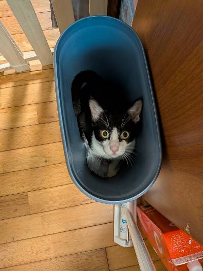 トロロの写真