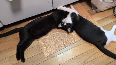 トロロの写真
