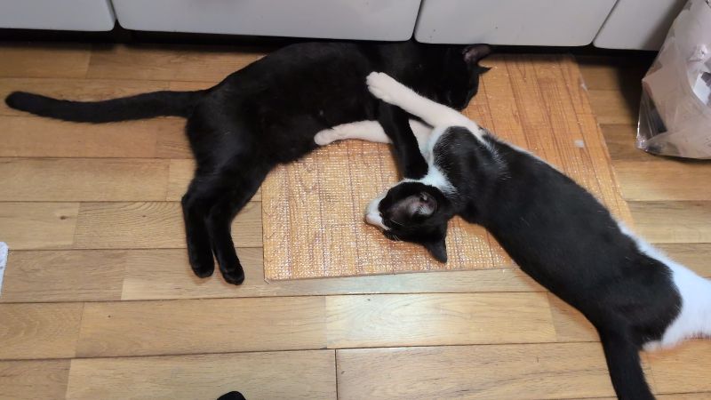 トロロの写真