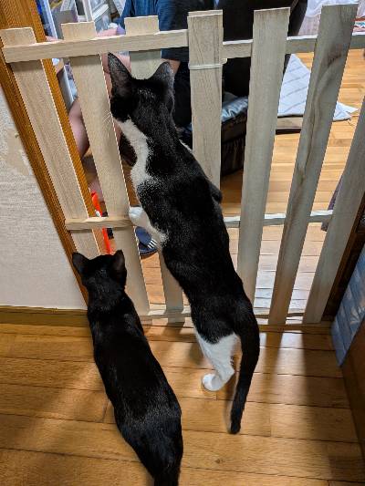 コンブの写真