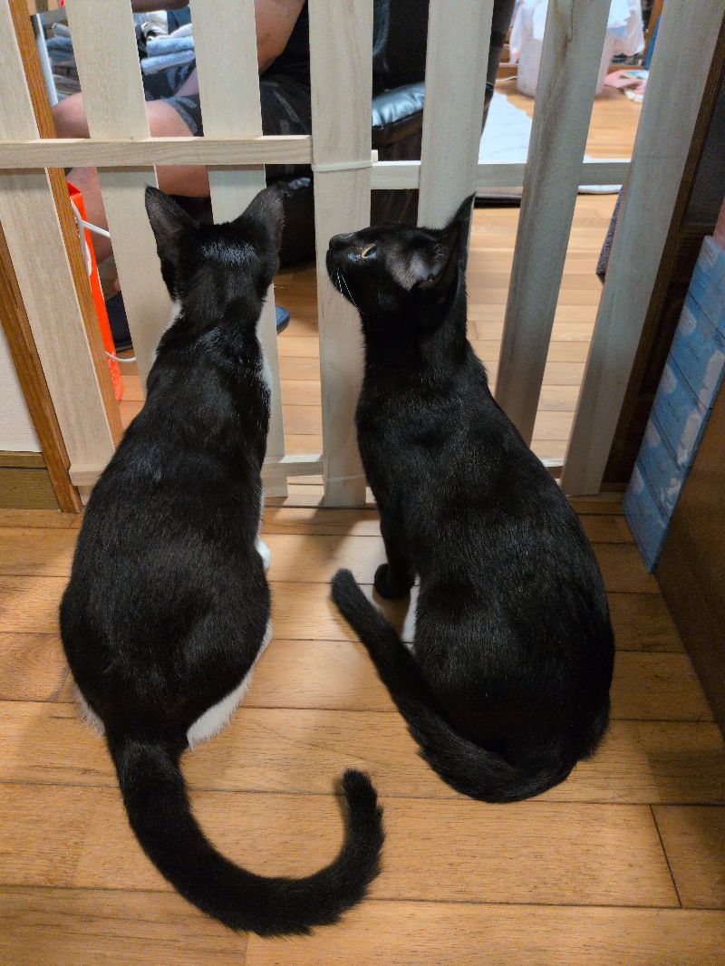 コンブの写真