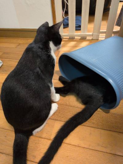 トロロの写真