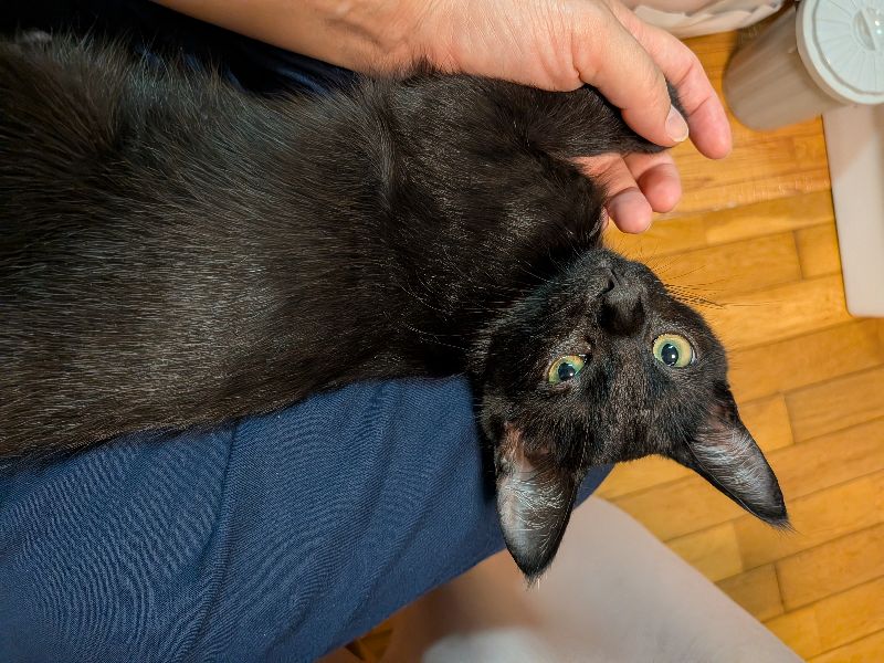コンブの写真