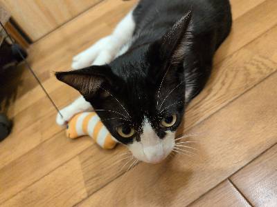 トロロの写真