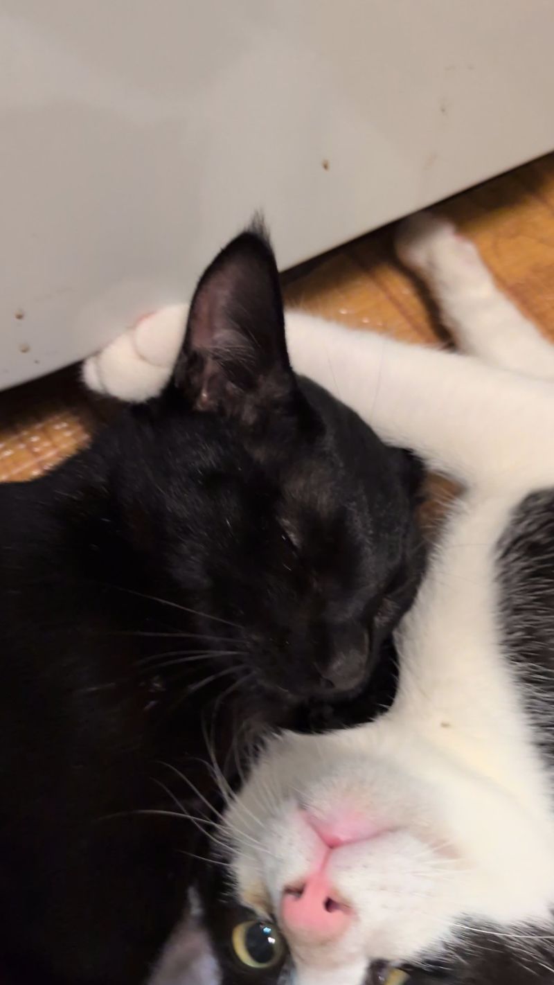 コンブの写真