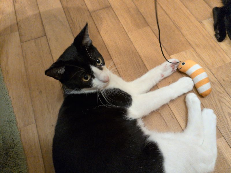 トロロの写真