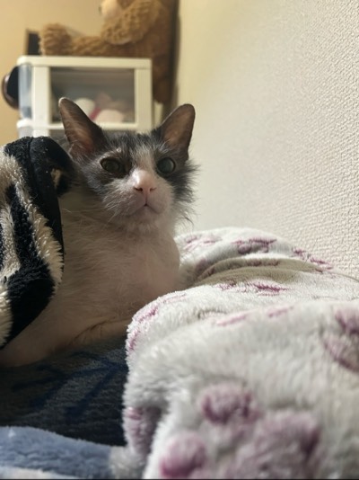 ふくの写真