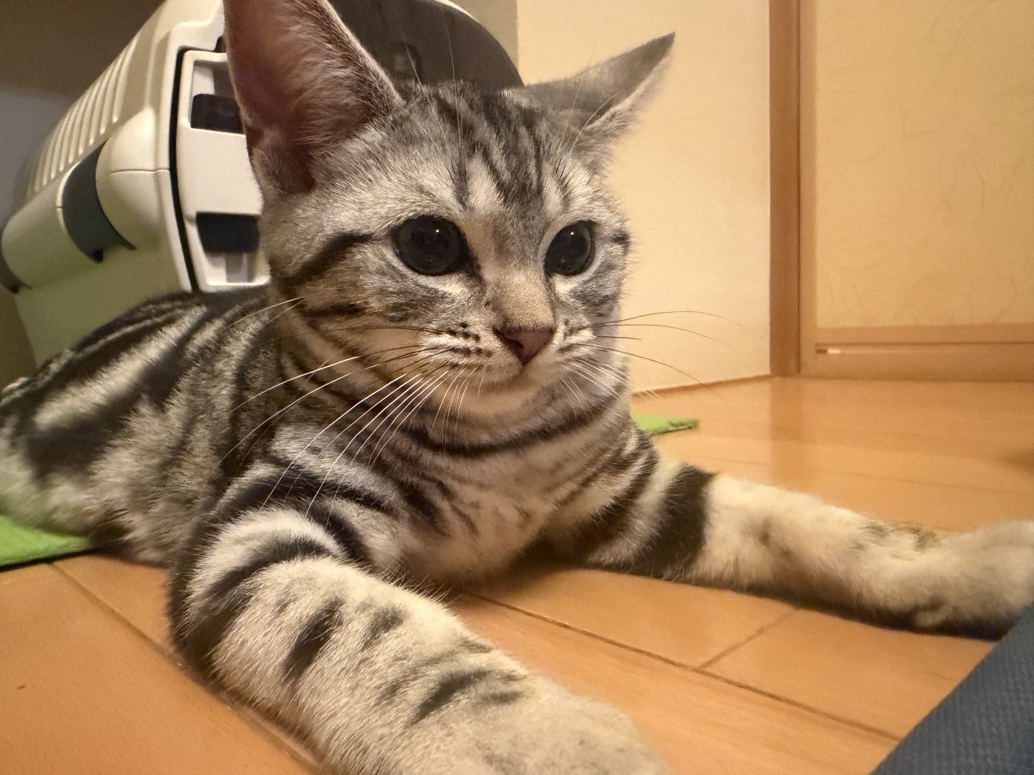ビスケの写真