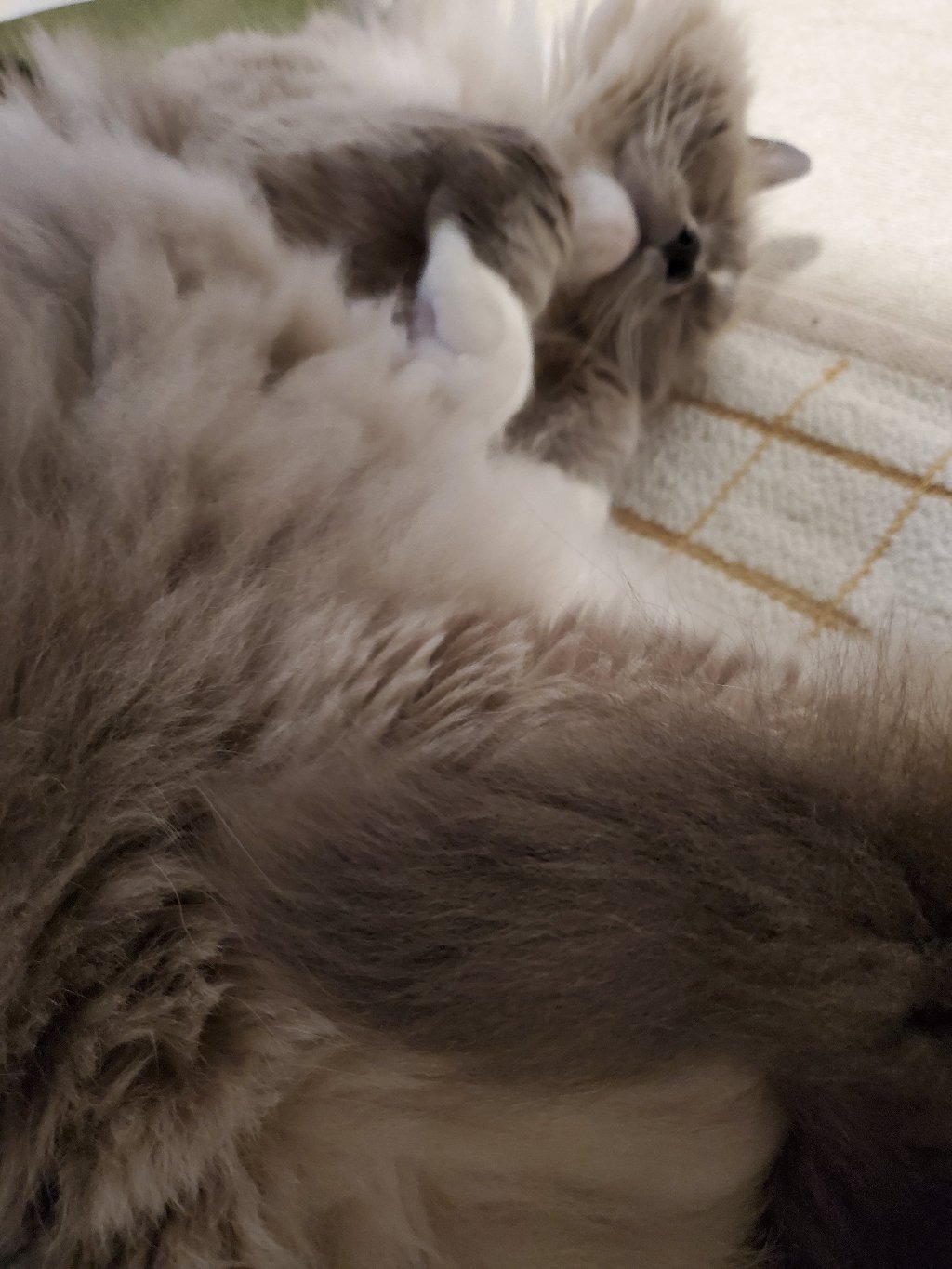 でちの写真