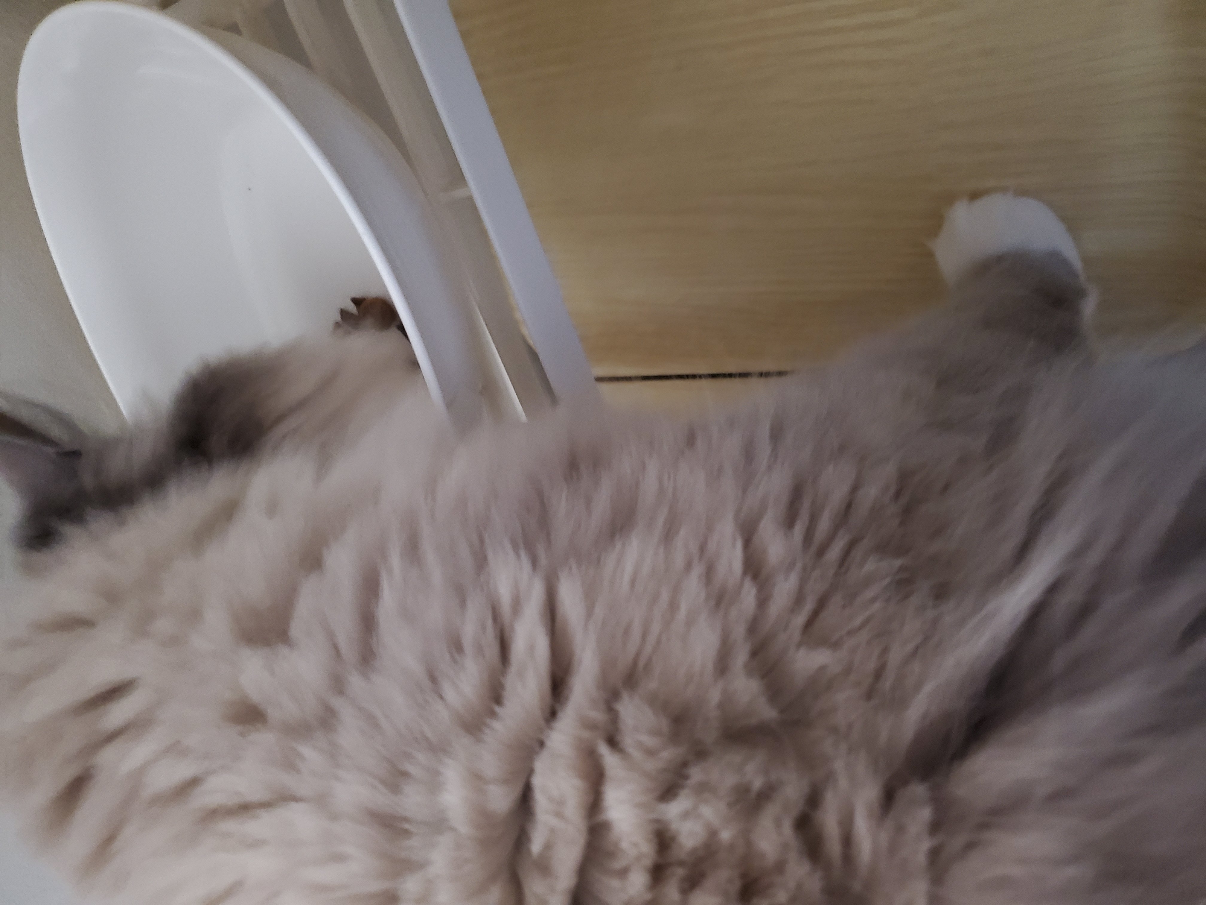 でちの写真