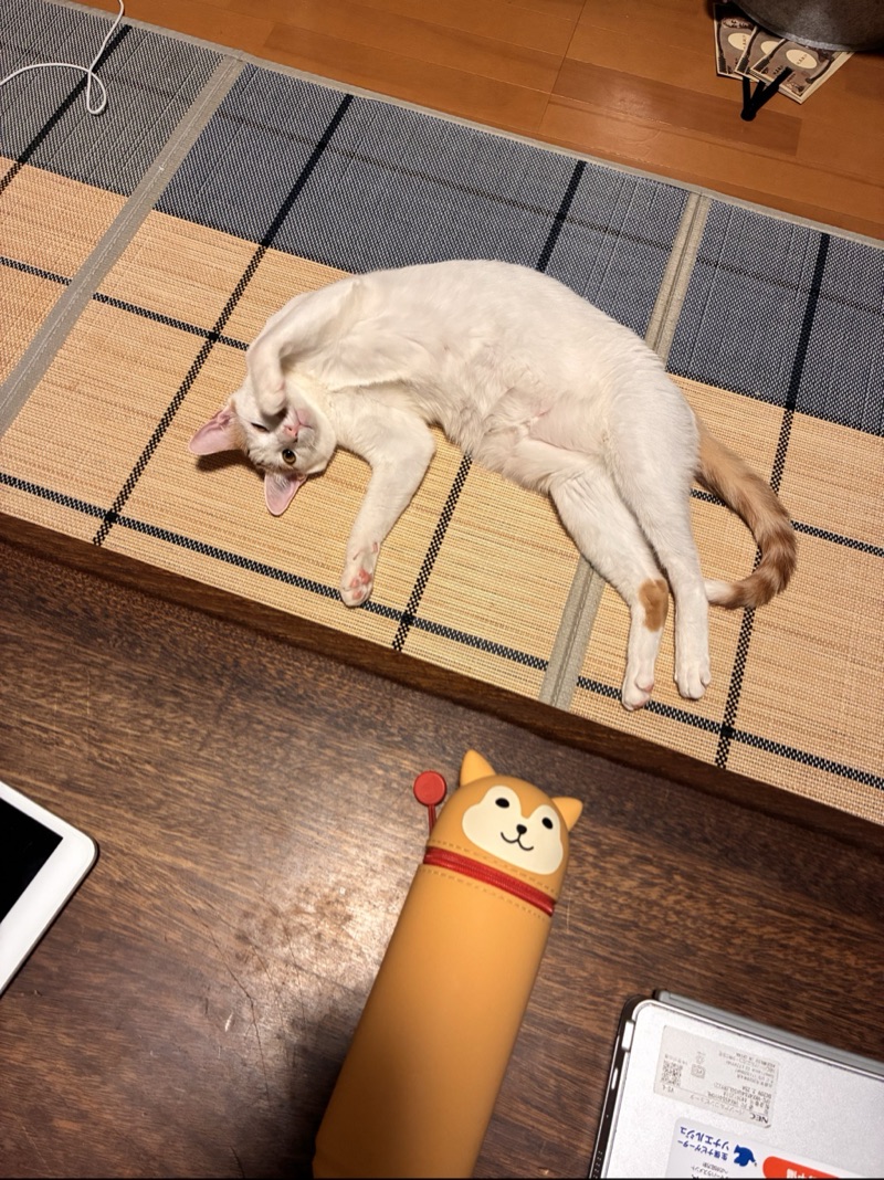 はおりの写真