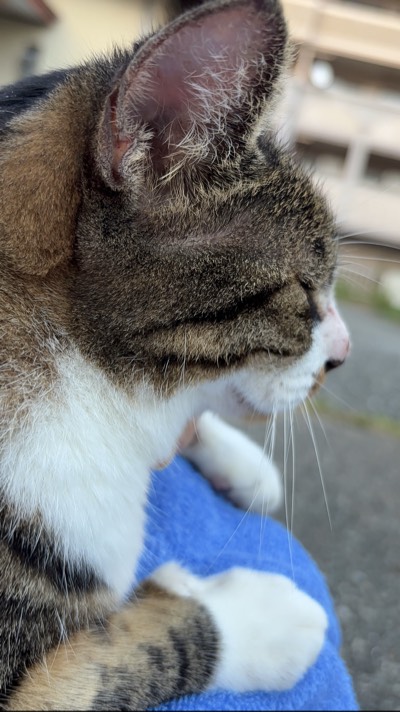 くぅちゃんの写真