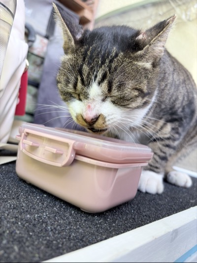 くぅちゃんの写真