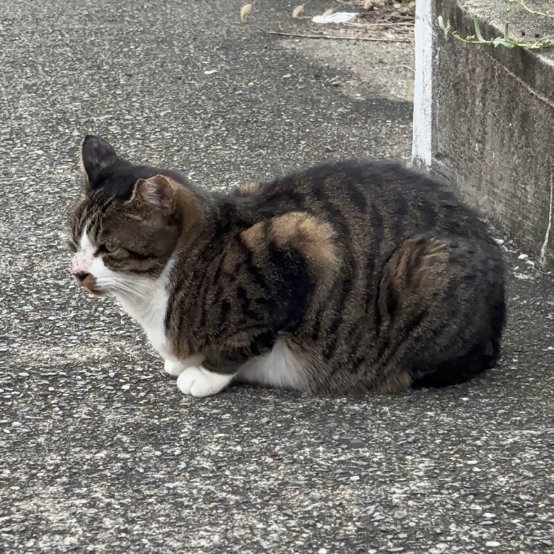 くぅちゃんの写真