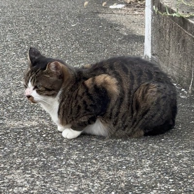 くぅちゃんの写真