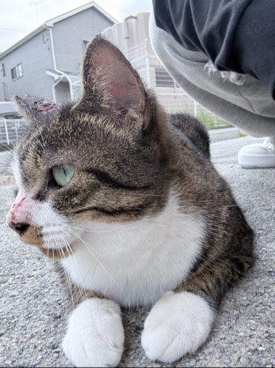 くぅちゃんの写真
