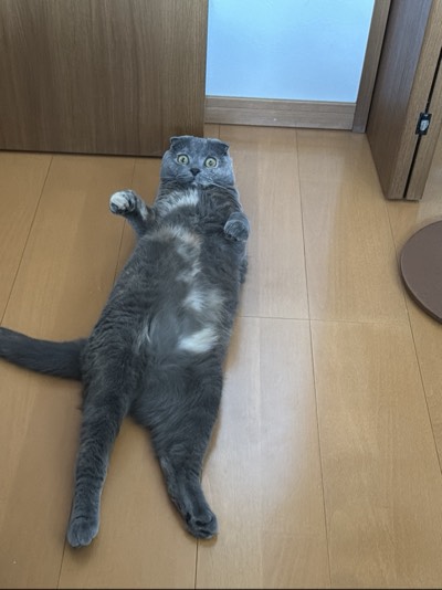ティアの写真